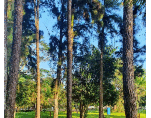 Post Instagram Quem Sou Eu Auriculoterapeuta Roxo e Lilás (2)